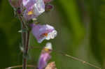 Eustis Lake beardtongue